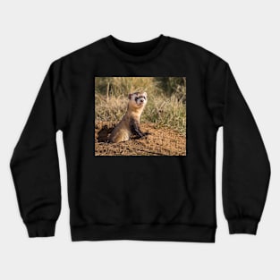 ferret lover, cute ferret, ferret pet, animals- black footed ferret Crewneck Sweatshirt